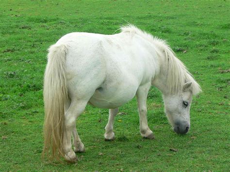 Shetland Pony Free Stock Photo - Public Domain Pictures