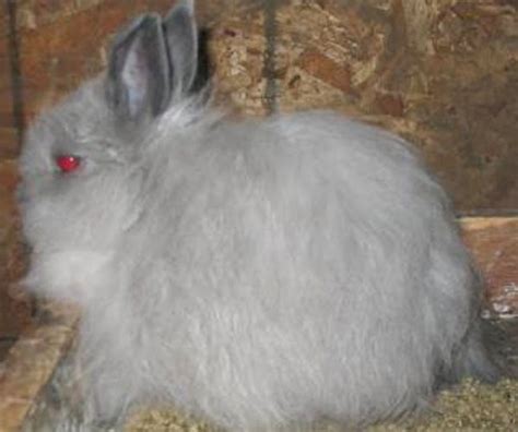 Jersey Wooly Rabbit: Origin, Characteristics, Uses