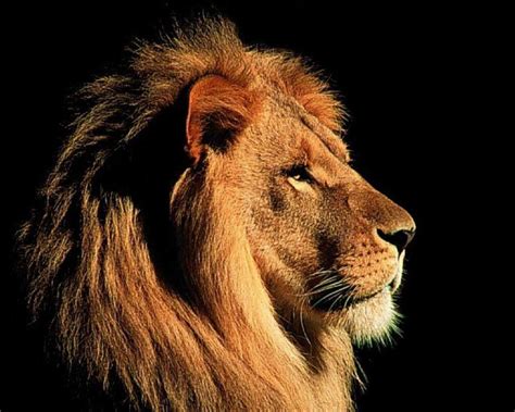 Lion Face Wallpapers - Wallpaper Cave