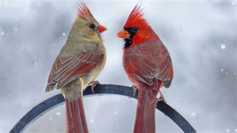 Male Vs Female Cardinals: What’s The Difference? - Birdwatching Buzz