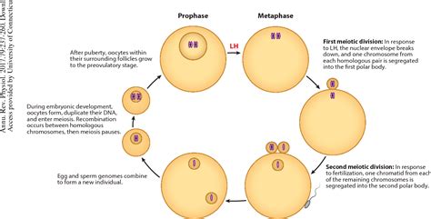 Figure 1 from Regulation of Mammalian Oocyte Meiosis by Intercellular ...