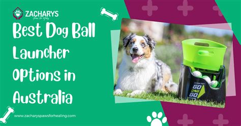 4 Best Dog Ball Launcher Options in Australia