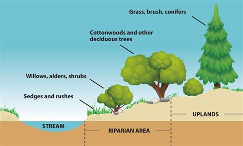 Riparian Ecosystems – Project Watershed