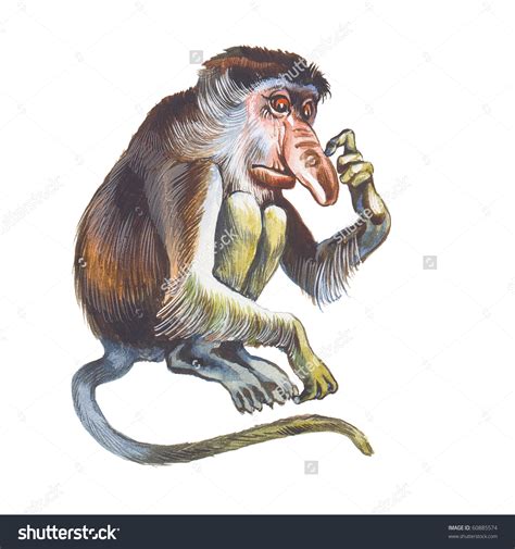 Download Proboscis Monkey clipart for free - Designlooter 2020 👨‍🎨