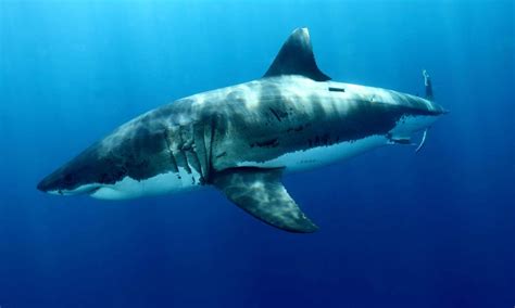 Great White Shark Circle and Hero Image | Photos | WWF