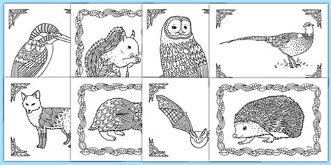 Adult Colouring Mindfulness British Wildlife Sheets