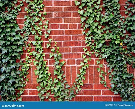 Ivy on the brick wall stock image. Image of climbing, leaves - 320727