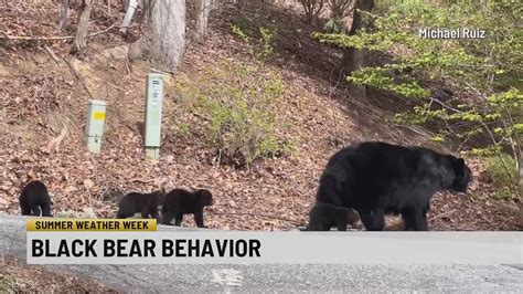 Summer Weather Week: Black bear behavior - YouTube