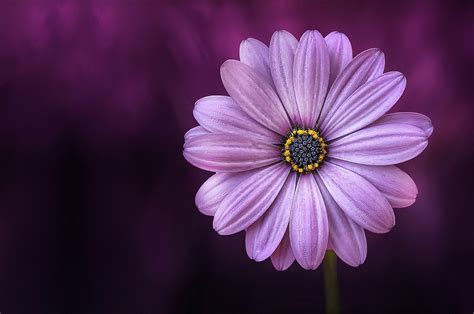 Aster Flower Purple - Free photo on Pixabay - Pixabay