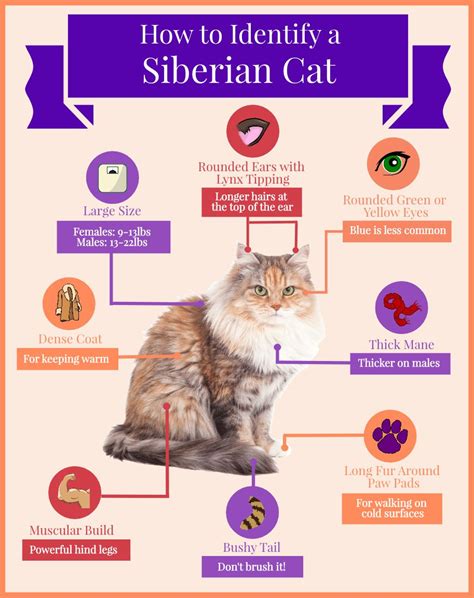 Siberian Cat Hypoallergenic Cat Breeds - Pets Lovers