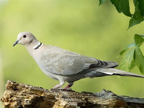 19 common British birds in your garden | lovethegarden