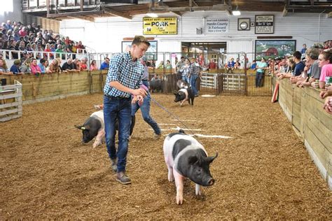 Hog Show classes released - Hardin County Fair