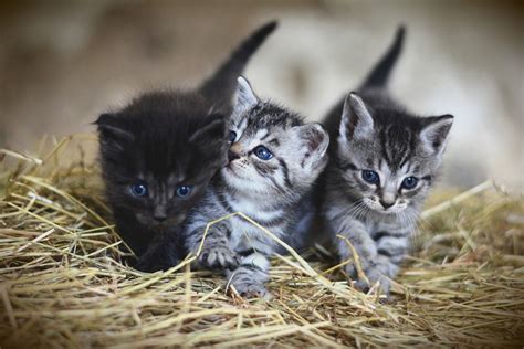 Determining gender (sex) of a kitten | Veterinary Teaching Hospital ...