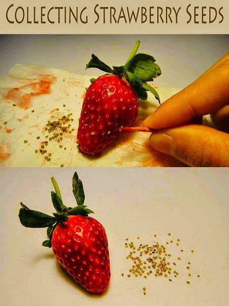 All Stuff: Collecting Strawberry Seeds....