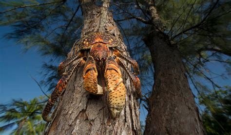 Coconut crab - Australian Geographic