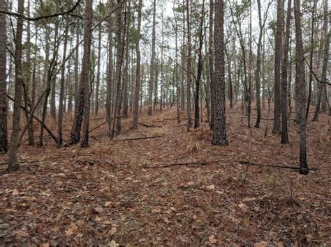 Hiking Burgess Mountain Trail in Oconee National Forest - Nate Shivar