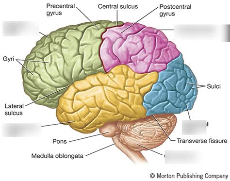 BRAIN LOBES Diagram | Quizlet