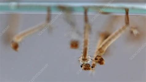 Asian tiger mosquito larvae - Stock Video Clip - K003/6374 - Science ...