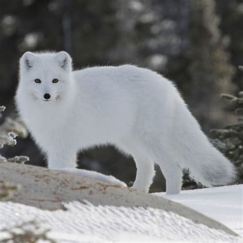 Tundra Biome Animals