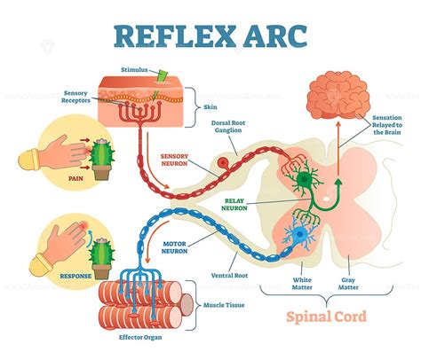 Reflex Arc Diagram Labeled