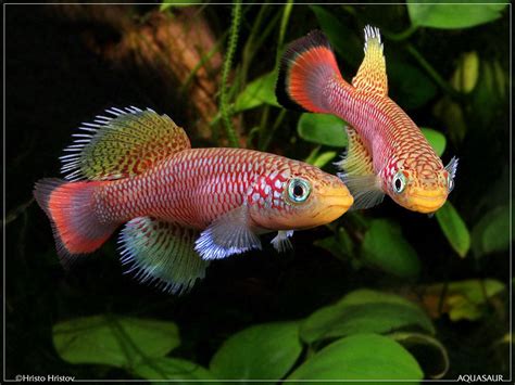 Killifish | Fresh water fish tank, Freshwater fish, Tropical fish aquarium