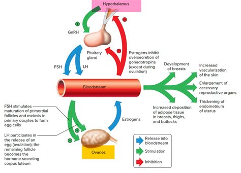 Follicle stimulating hormone function, source, FSH blood test & FSH levels