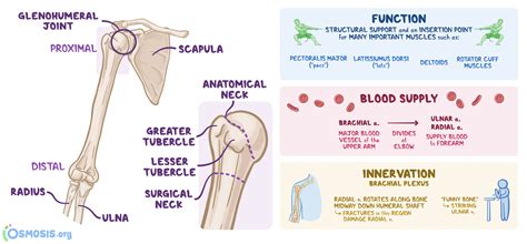 Humerus: What Is It, Location, Function, Most Important Facts, and More ...