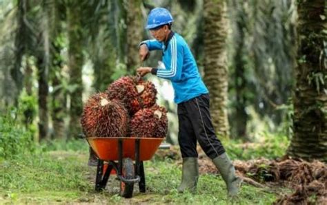 Tiga Direktur Astra Agro Lestari (AALI) Ramai-Ramai Resign, Ada Apa?