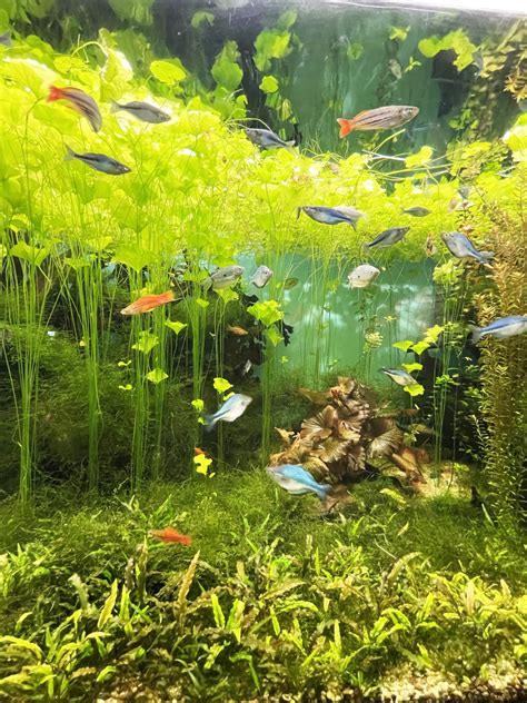 Floating Aquarium Plants: A Complete Guide