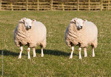 Sheep Cloning. Two identical sheep standing in a field. Photoshopped ...