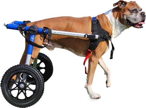 Dog Wheelchair - for Med/Large Dogs 50-69 Pounds - Veterinarian ...