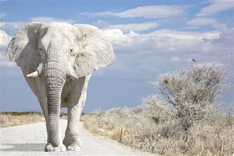 Albino elephants - facts about rare animals | White elephant images ...