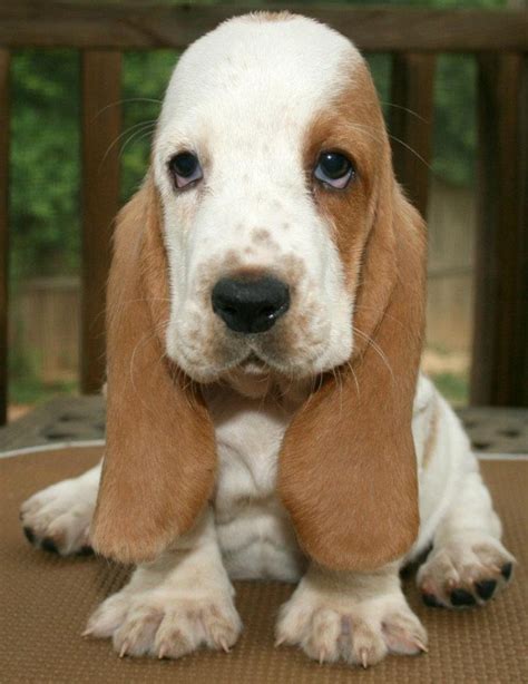 14 best Basset Hounds Running images on Pinterest | Animals, Bassett ...