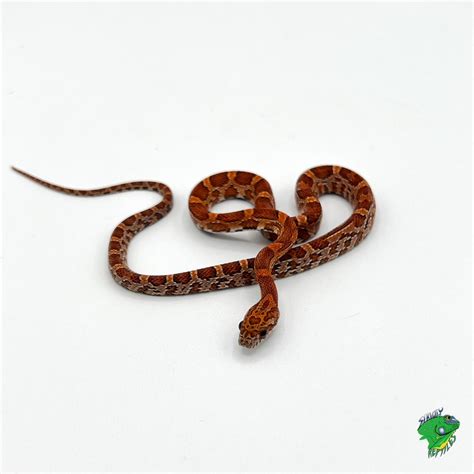 Tessera Caramel Corn Snake – baby – Strictly Reptiles Inc.