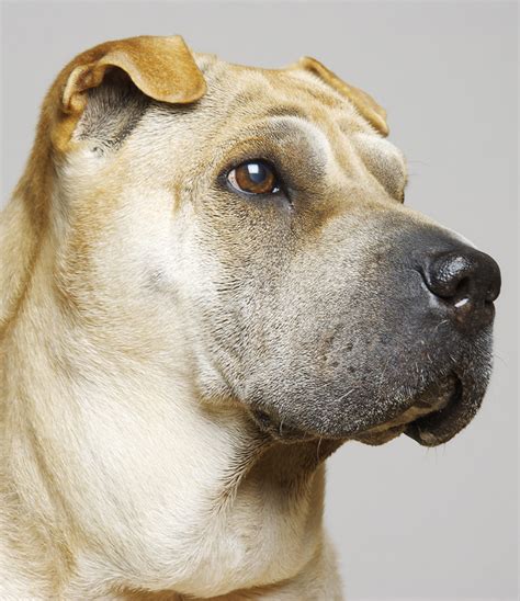 A Complete Guide To The Shar Pei Dog Breed