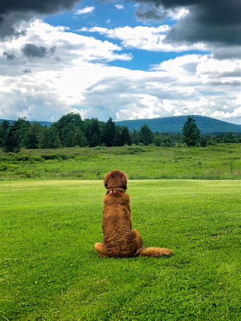 Plan a Pet-Friendly West Virginia Getaway to Canaan Valley || Book Today