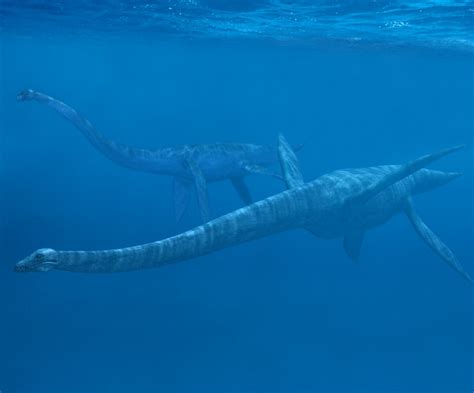 Elasmosaurus Vs Mosasaurus