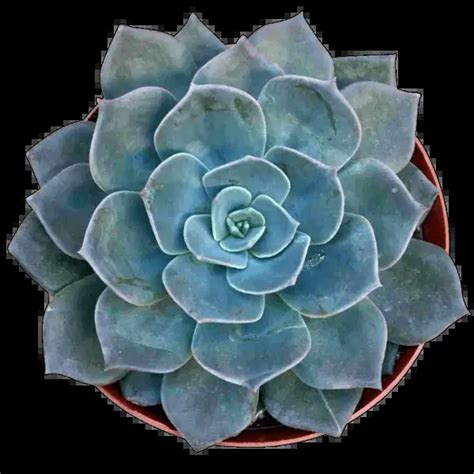 9 Amazing Blue Succulents (Guide With Pictures) | Succulents Network