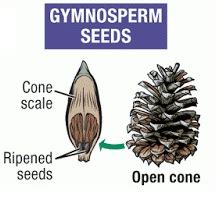 Biology – Gymnosperms | askIITians