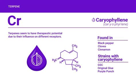 Caryophyllene Terpene: Strains, Effects, Dosage, & More - Finest Labs