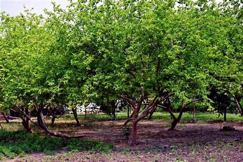 20 Lemon Apple Pink Guava Tree Fruit Seeds ‘Ruby Supreme’ Plant Psidium ...