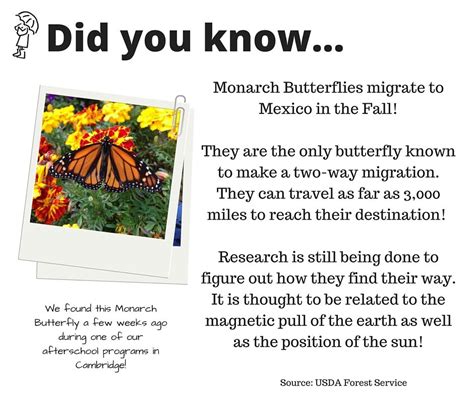 Monarch Butterfly Facts