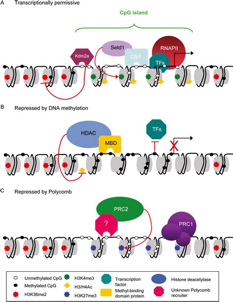 [PDF] CpG islands and the regulation of transcription. | Semantic Scholar