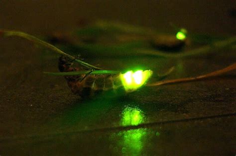 Glow Worm - Description, Habitat, Image, Diet, and Interesting Facts