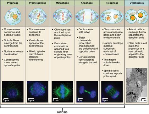 File:0331 Stages of Mitosis and Cytokinesis.jpg - Wikimedia Commons