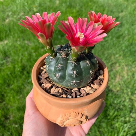 My little Gymno in bloom! : r/cactus