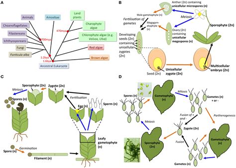 Frontiers | Understanding “green” multicellularity: do seaweeds hold ...