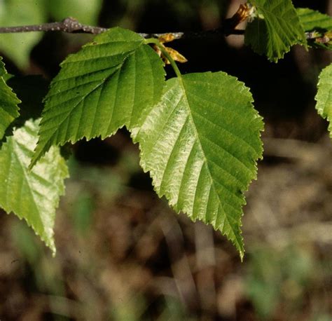 White Birch (Paper Birch) (Trees of Manitoba) · iNaturalist