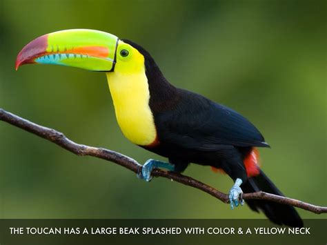 Toucan Facts by Meg McCarthy