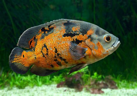 Oscar Fish - The Care, Feeding and Breeding of Oscars - Aquarium Tidings